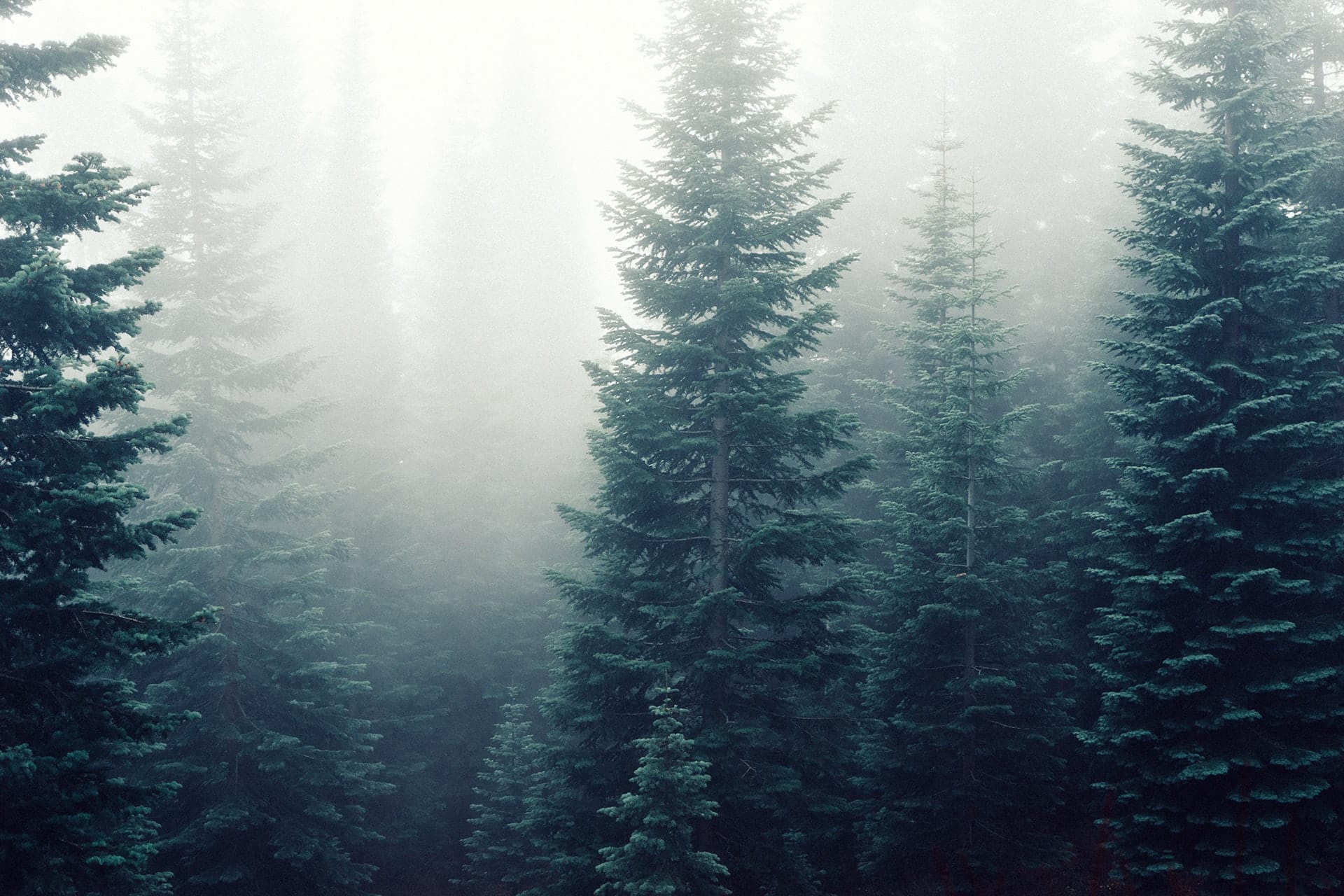 Long Talks in the Woods